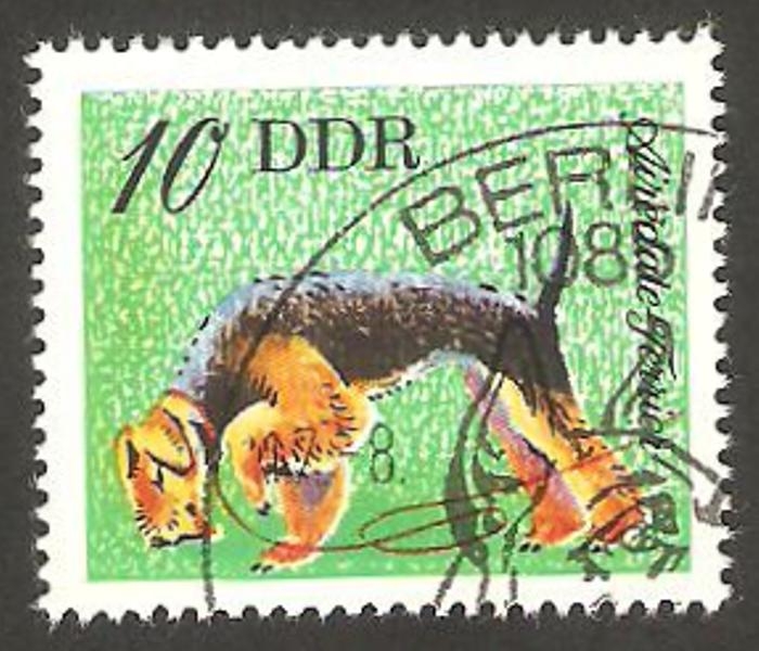 1832 - Perro terrier