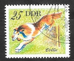 1834 - perro collie