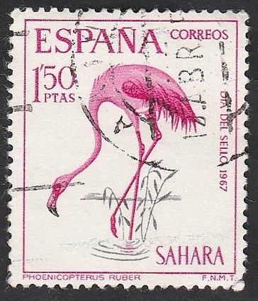 sahara español - 263 - Flamenco rosado