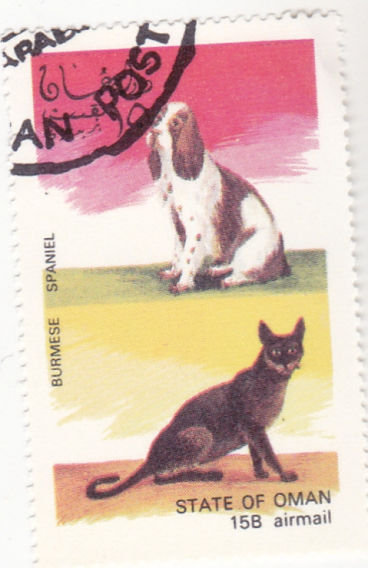 perro y gato de raza- spaniel y burmese