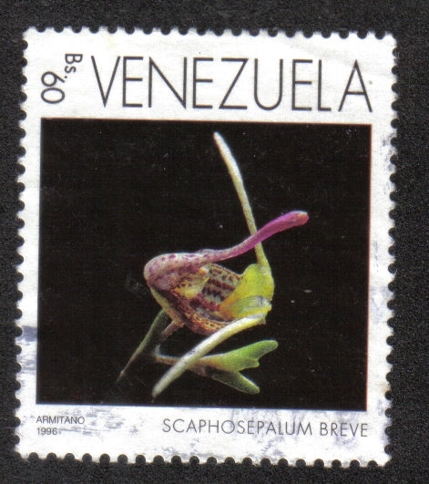 Scaphosepalum breve