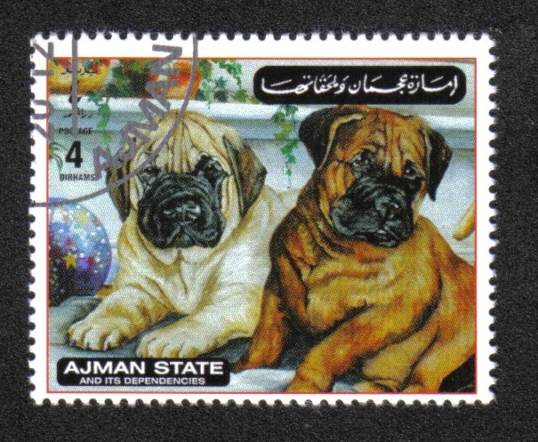 Perros, Ajman