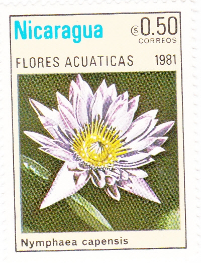 FLORES ACUATICAS-