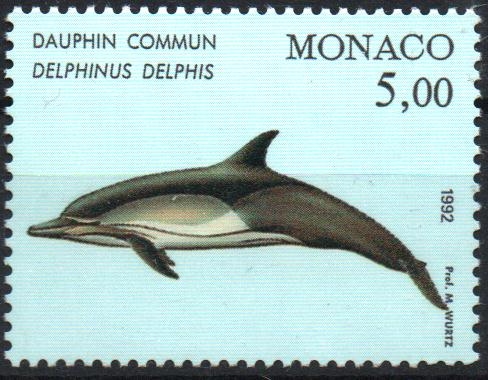 DELFIN  COMÚN.  DELPHINUS  DELPHIS.