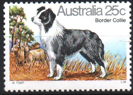 BORDER  COLLIE