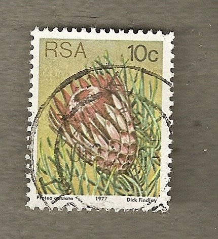 Conífera Protea
