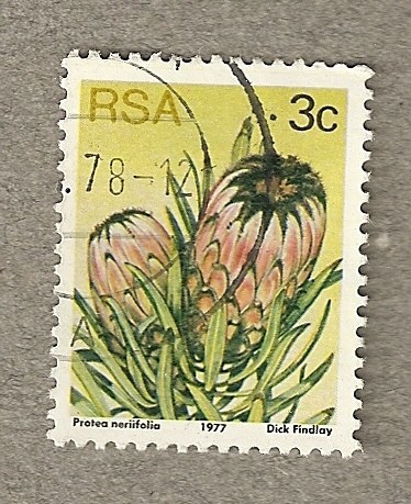 Conífera Protea neriifolia