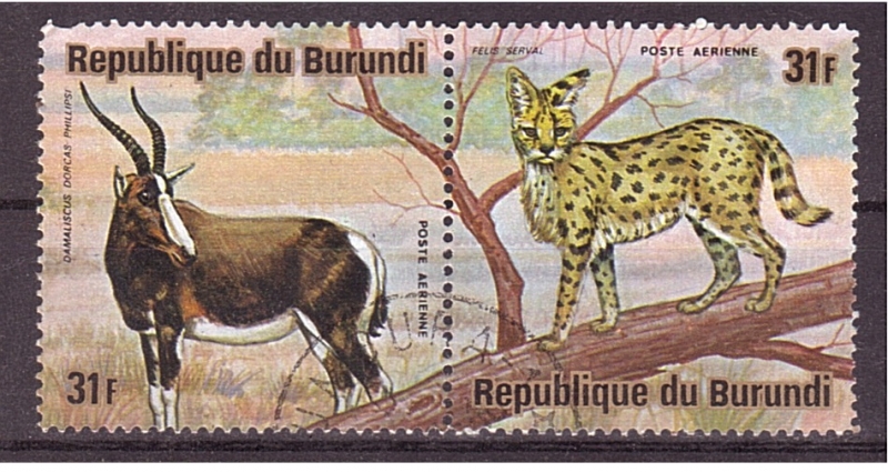 serie- Animales africanos