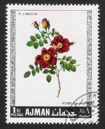 Rosas, Ajman