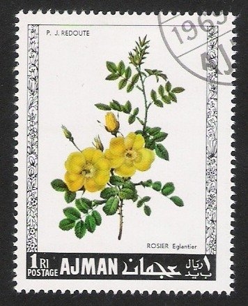 Rosas, Ajman