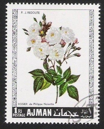 Rosas, Ajman