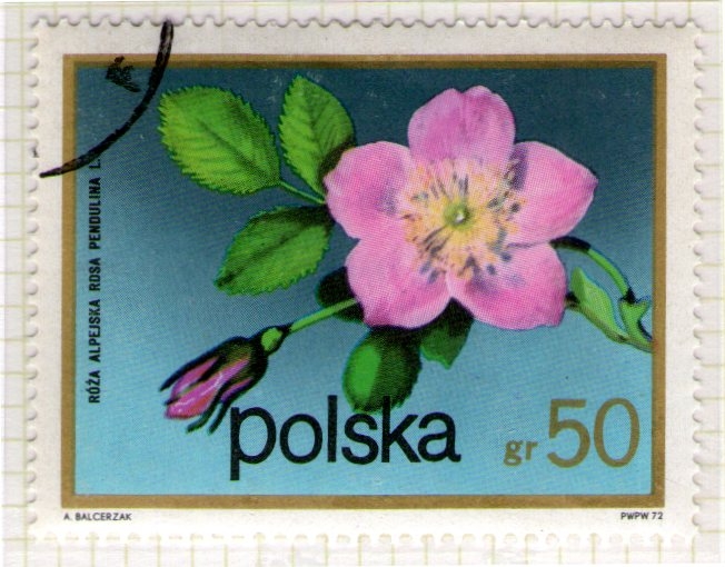 251 Rosa pendulina