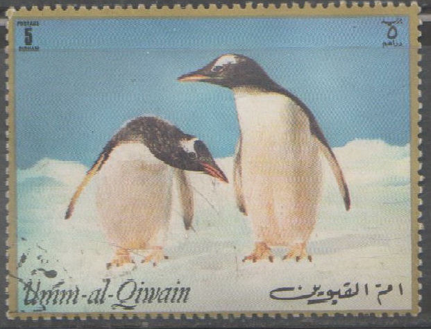 UMM AL QUIWAIN-PINGUINOS NATURALEZA ANTARTIDA