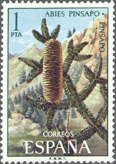 ESPAÑA 1972 2085 Sello Nuevo Serie Flora Pinsapo