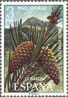 ESPAÑA 1972 2087 Sello Nuevo Serie Flora Pino Negral