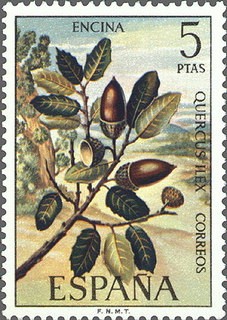 ESPAÑA 1972 2088 Sello Nuevo Serie Flora Encina