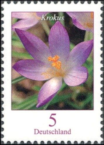 Flowers - Krokus (Elves Crocus) (GFR)