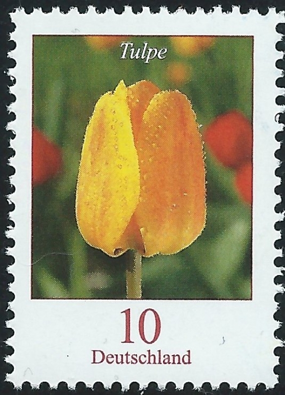 Flowers - Tulpe (tulip) (GFR) 