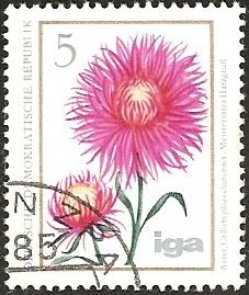 Summer aster (GDR)