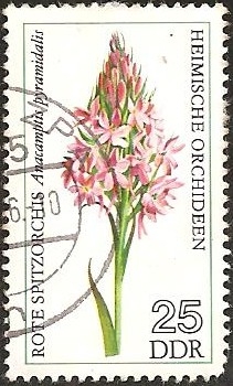 Anacamptis pyramidalis (GDR)