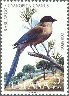 ESPAÑA 1973 2136 Sello Nuevo Fauna Hispánica Aves Rabilargo