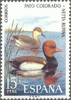 ESPAÑA 1973 2138 Sello Nuevo Fauna Hispánica Aves Pato Colorado