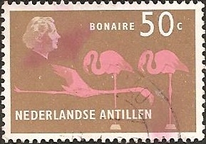 American Flamingo (Phoenicopterus ruber), Bonaire