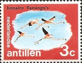 American Flamingo (Phoenicopterus ruber), Bonaire