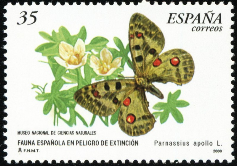 Fauna Española en Peligro - mariposa