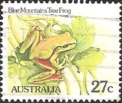 Blue Mountains Tree Frog (Litoria citropa)