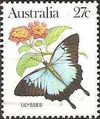 Mountain Swallowtail (Papilio ulysses)
