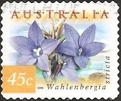 Australian Bluebells - Wahlenbergia stricta
