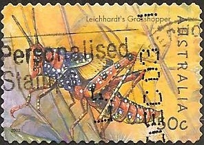 Leichhardt's Grasshopper (Petasida ephippigera)