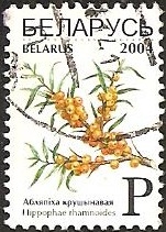 Sea-buckthorn Berries - Hippophae rhamnoides