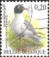 Mediterranean Gull (Larus melanocephalus)