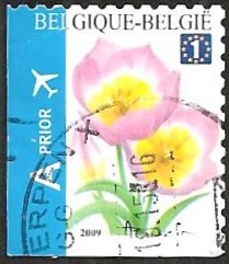 Tulip Bakeri Selfadh. Top imperforate