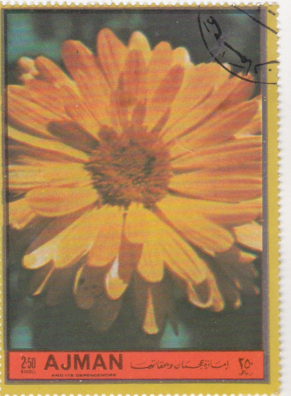 FLORES- 