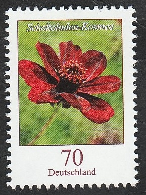 3002 - Flor schokoladen kosmee