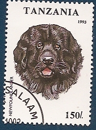 Perros de Raza - Newfoundlander