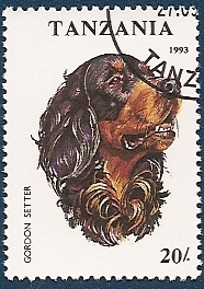 Perros de Raza - Gordon Setter