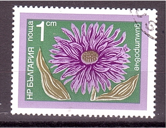 serie- Flores de jardín