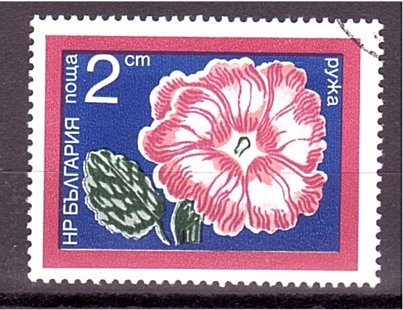 serie- Flores de jardín