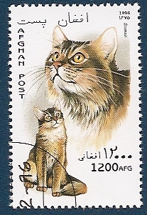 Gatos de Raza - gato Somali