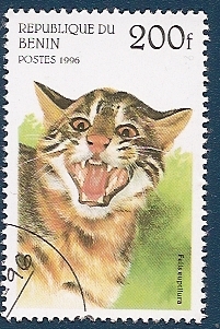 Gato de Bengala o gato Leopardo