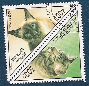 Gato California y  Gato Balinés