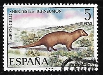 Fauna Hispánica - Meloncillo