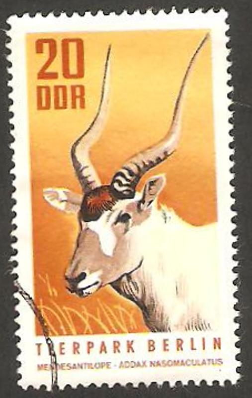 1310 - Zoo de Berlin, antilope