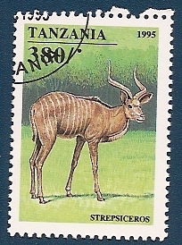 Antilope Gran Kudú - Strepsiceros