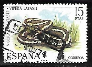 Fauna Hispánica - Víbora de Lataste