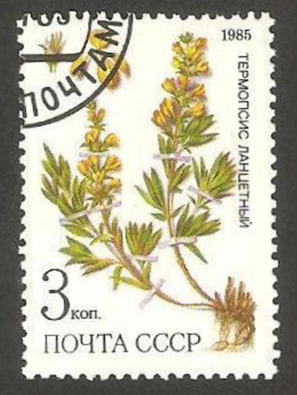 5233 - Flora 